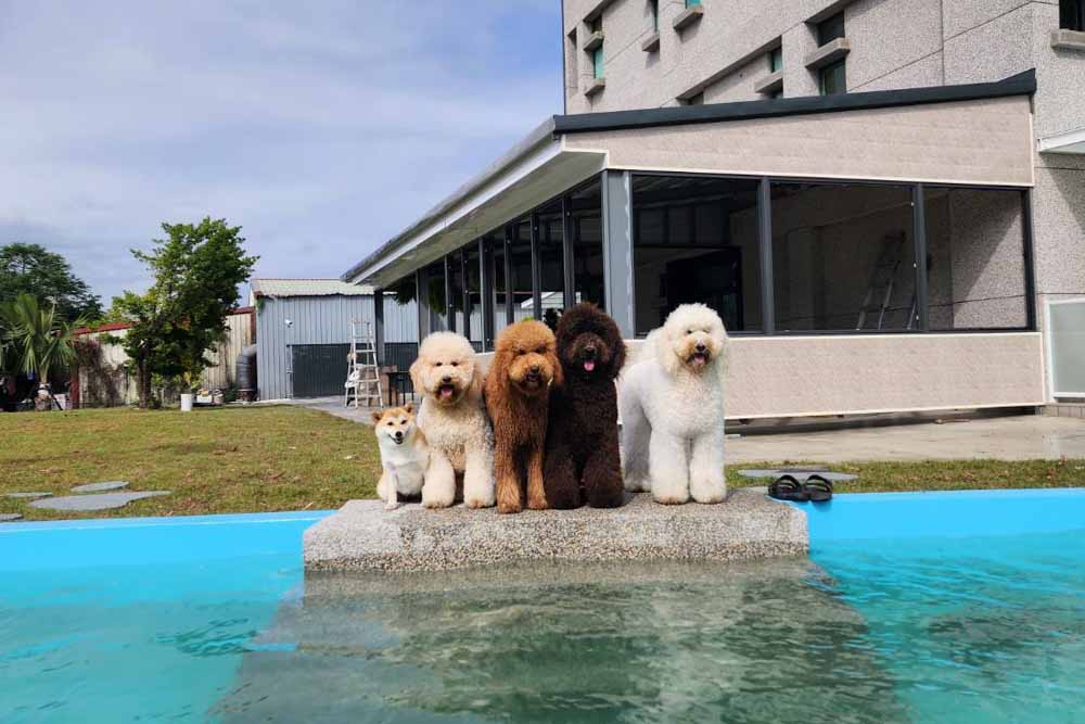 快樂狗寵物民宿的照片